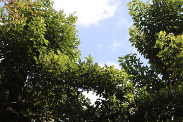 green tree branches