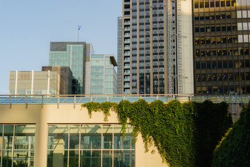 Green ivy on the building in downtown Montreal, Canada