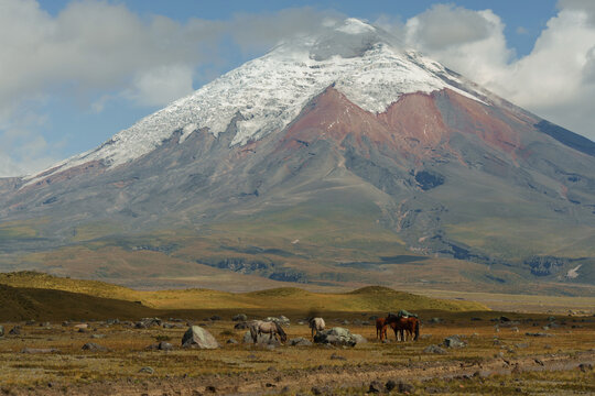 Herd of horses on the background of Cotopaxi volcano in Ecuador 