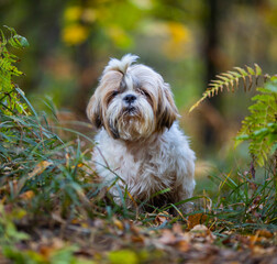shih tzu dog walks in the park in the fall 