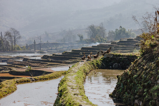 Ducks Walking Along Rice Terrace Path