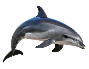 A realistic Franciscan dolphin, isolated on a white background, showcasing this unique and endangered marine mammal.