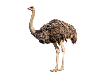 A realistic Greater Rhea, a large flightless bird, isolated on a white background, native to South America.