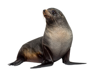 A realistic South American fur seal, isolated on a white background, a common marine mammal of the region.