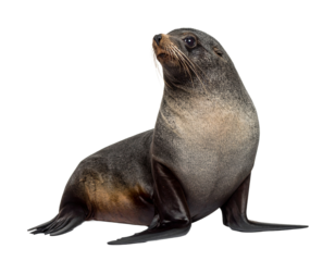 A realistic South American fur seal, isolated on a white background, a common marine mammal of the region.