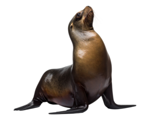 A realistic South American fur seal, isolated on a white background, a common marine mammal of the region.