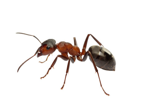 A realistic Argentine ant, isolated on a white background, known for its invasive nature.