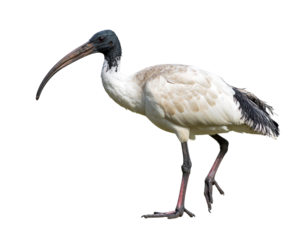 A realistic Black-faced Ibis, isolated on a white background, a distinctive South American wading bird.