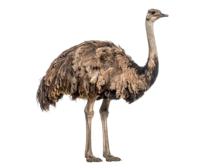 A realistic Darwin's Rhea, a smaller flightless bird, isolated on a white background, from Patagonia.