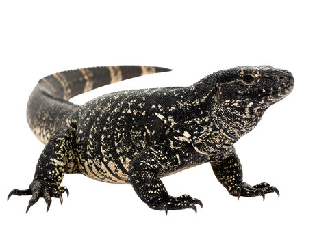 A realistic Black Tegu lizard, isolated on a white background, a robust South American reptile.