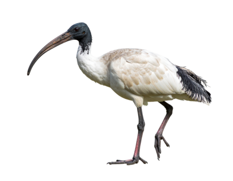A realistic Black-faced Ibis, isolated on a white background, a distinctive South American wading bird.