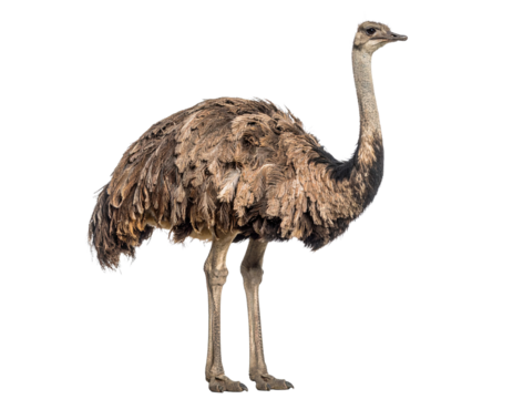 A realistic Darwin's Rhea, a smaller flightless bird, isolated on a white background, from Patagonia.