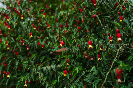 Hummingbirds  in Mindo, Ecuador 