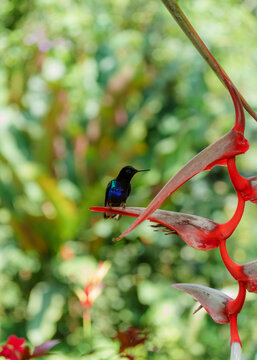 Hummingbirds  in Mindo, Ecuador 