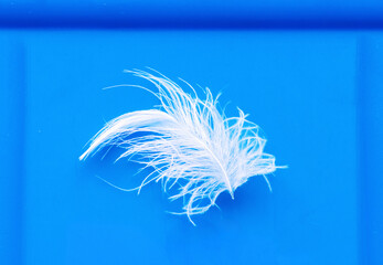 Detail of white fluffy feather isolated on blue background