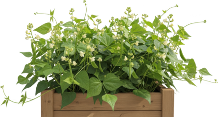 Healthy green bean plants with white flowers and developing pods growing in a wooden planter isolate
