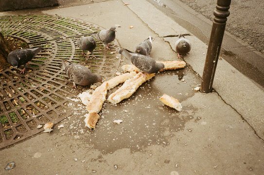 Parisian Wildlife