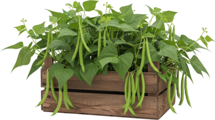 Fresh green beans growing in a wooden crate healthy produce isolate organic