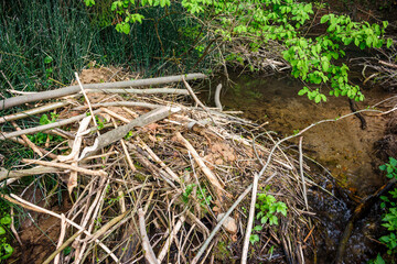 View of a beaver dam on a stream where beavers have hauled branches and clay to build a barrier