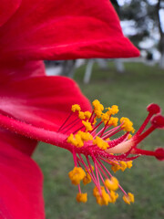 red flower in the garden