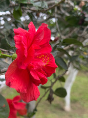 red flower in the garden