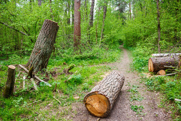 Large pine tree trunk sawn into pieces blocking a forest path
