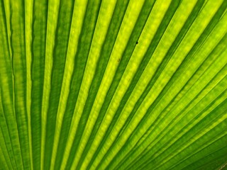 Tropical Palm Leaf. Green background. Striped palm foliage in rain forest. Tropical leaf texture. Exotic plant. Mediterranean flora. Green leaf of palm tree. Abstract texture background