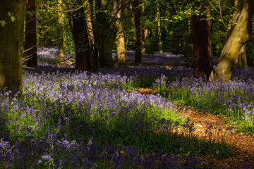 Wildflowers in deciduous woodland