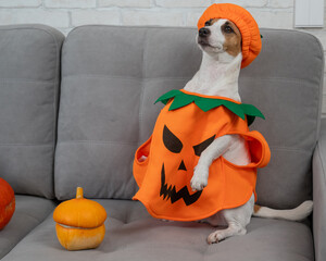 Jack Russell Terrier dog in pumpkin costume next to jack o lantern on sofa. 