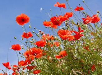 Obraz premium field of red poppies