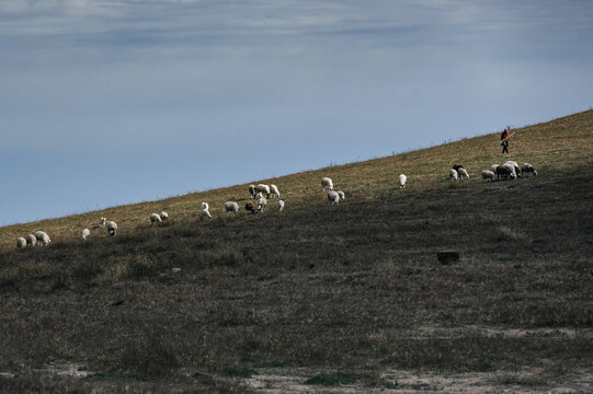 Sheep grazing on the grassland