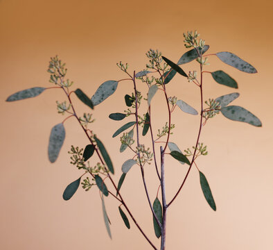 plants
