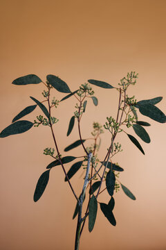 branches