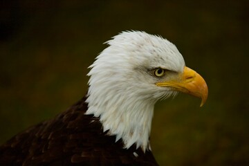 Obraz premium portrait of a bald eagle