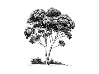 Hand-drawn vintage engraving, eucalyptus gum tree, botanical sketch, floral print, woodland decor, retro art, black line drawing, old engraving style, nature tree illustration, forest flora © Vintage studio