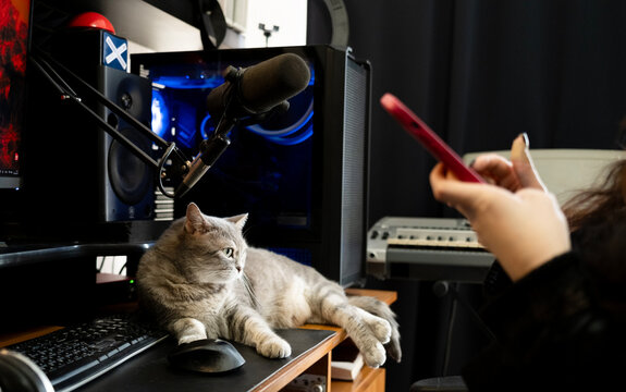 Cat resting on a desk while woman uses smartphone in home office
