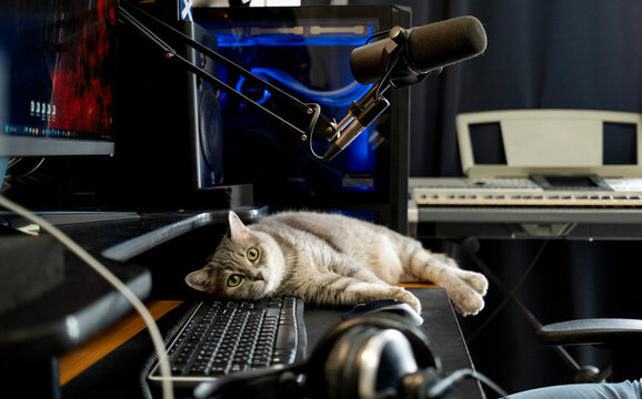 Cat relaxing on desk beside computer and musical equipment in studio