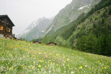 wild flower field  With chalets in valley in Switzerland, in the Alps 