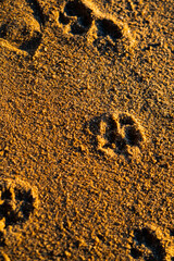 Playful Paw Prints on Sandy Shores: A Dog's Joyful Journey Along the Ocean's Edge