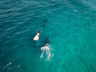 Naklejka premium Overhead shot of whales breaching among dolphins