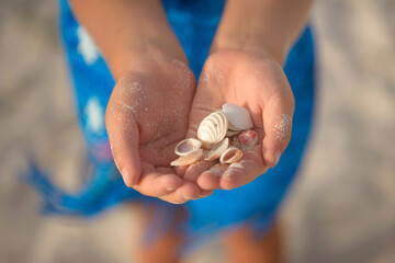 Small shells in the hands of a girl in a blue dress.