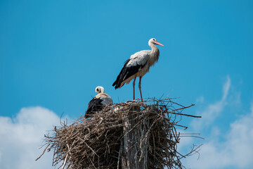 Nest of storks