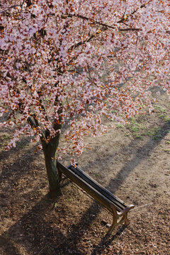 Park bench under blooming cherry blossom tree
