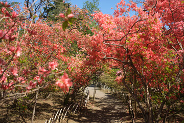 Vibrant pink blooms create a picturesque pathway