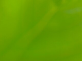 Fresh green gradient background with soft blur and natural feel. Perfect for eco themes, wellness, digital design, nature concepts, or organic branding visuals.