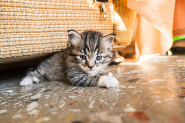 Cute baby cat. portrait of tiny tabby cat kitten in balcony