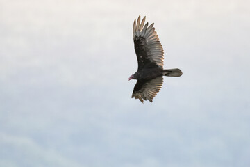 Large Turkey Vulture bird shows belly with wing spread wide in flight over the mountains