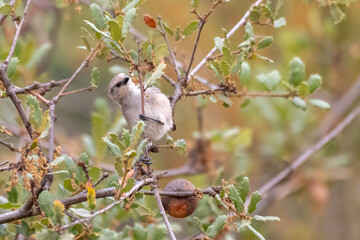 Gray Vireo bird clings tightly to branch perch while foraging for a meal to eat