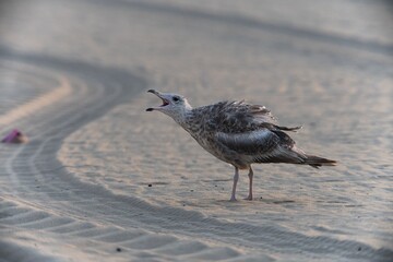 bird on the sand
