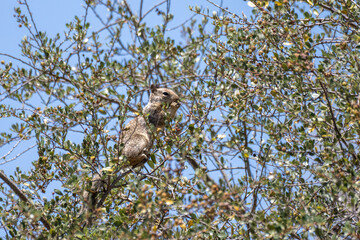 Furry tree squirrel keeps watchful eye out for danger while clinging to tree branch with feet and foot in hands